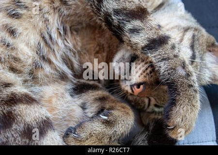 Süße kleine Katze liegend auf Kissen Stockfoto