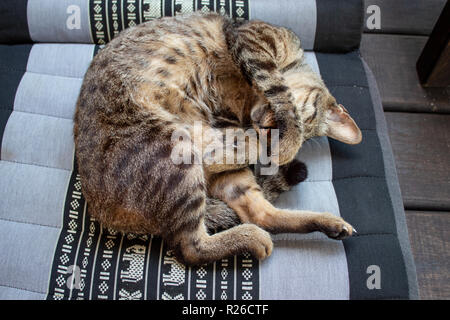 Süße kleine Katze liegend auf Kissen Stockfoto