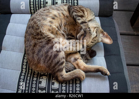 Süße kleine Katze liegend auf Kissen Stockfoto