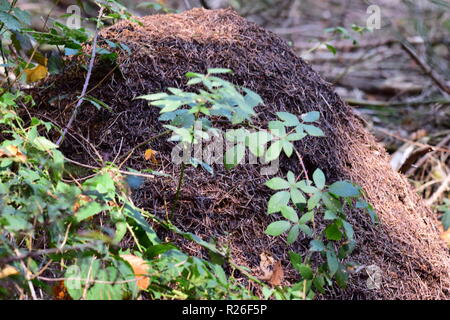 Ameisenhaufen entlang des Waldes am Straßenrand, Ameisenhaufen im Pin-tree forest, Stockfoto