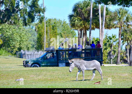 Tampa, Florida. Oktober 25, 2018. Personen, die eine Safari Tour, Einhaltung einer Giraffe. Im Vordergrund ein nettes Zebra in Busch Gardens Tampa Bay Thema P Stockfoto