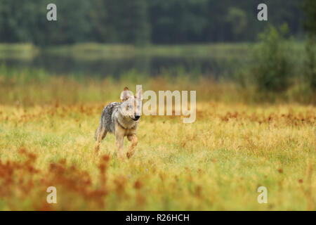 Ausführen von cub der Eurasischen Wolf im bunten Wiese - Canis lupus Stockfoto