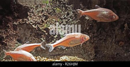 Blind Höhle Fisch oder mexikanischen Tetra isoliert auf Natur Hintergrund Stockfoto