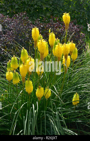 Nahaufnahme der Kniphofia 'Zitrone' der Biene auf einer Blume Grenze Stockfoto