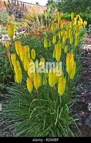 Nahaufnahme der Kniphofia 'Zitrone' der Biene auf einer Blume Grenze Stockfoto