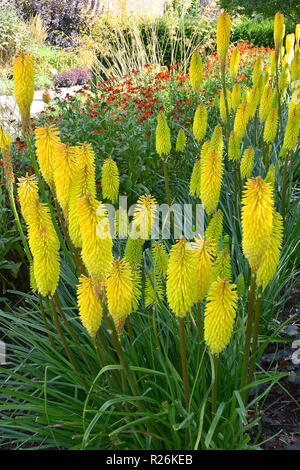 Nahaufnahme der Kniphofia 'Zitrone' der Biene auf einer Blume Grenze Stockfoto