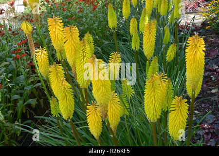 Nahaufnahme von der Biene Kniclose upphofia 'Zitrone' in einer Blume Grenze Stockfoto