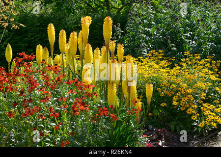Bunte Blume Grenze mit Kniphofia, Heleniums und Rudbeckia in einem Land, Garten Stockfoto