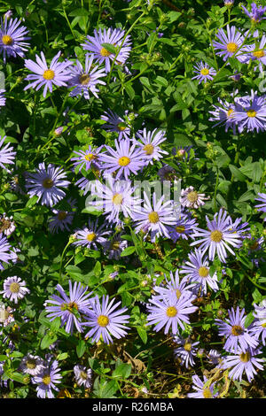 Nahaufnahme einer Blüte Grenze mit blühenden Aster amellus Stockfoto