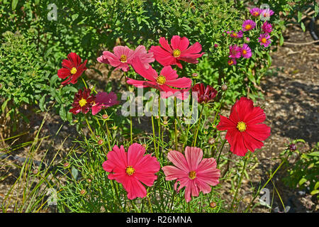 Nahaufnahme einer Blüte Grenze mit Colouful Blüte Kosmos 'Rubenza' Stockfoto