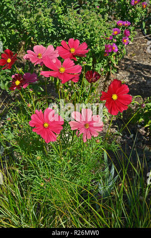 Nahaufnahme einer Blüte Grenze mit Colouful Blüte Kosmos 'Rubenza' Stockfoto