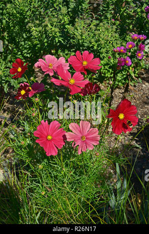 Nahaufnahme einer Blüte Grenze mit Colouful Blüte Kosmos 'Rubenza' und Bumble Bee Stockfoto