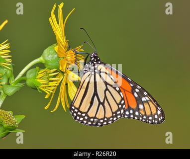 Monarch-Schmetterling Stockfoto