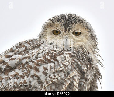 Schneeeule Porträt Stockfoto