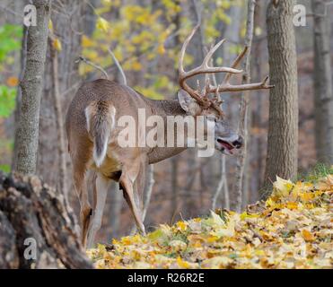 Weiß schwanz Buck in Rut Stockfoto