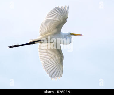 Silberreiher im Flug Stockfoto