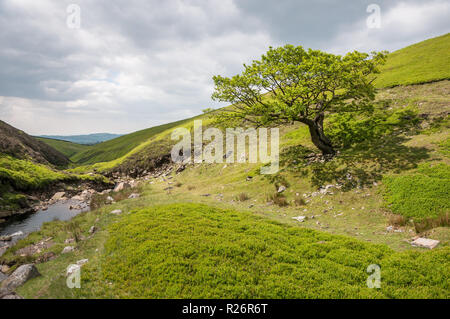 Eiche in Bray Clough in der Nähe von Glossop, Großbritannien Stockfoto