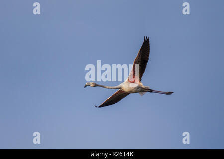 Mehr Flamingo Phoenicopterus roseus Strandfontein Feuchtgebiete, Kapstadt, Südafrika, 4. September 2018 Unreife im Flug. Phoenicopterida Stockfoto