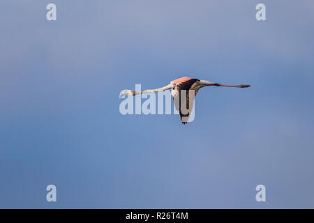 Mehr Flamingo Phoenicopterus roseus Strandfontein Feuchtgebiete, Kapstadt, Südafrika, 4. September 2018 Unreife im Flug. Phoenicopterida Stockfoto