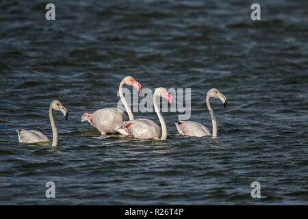 Mehr Flamingo Phoenicopterus roseus Strandfontein Feuchtgebiete, Kapstadt, Südafrika, 4. September 2018 Erwachsene und Immatures Phoenicopterid Stockfoto