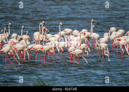 Mehr Flamingo Phoenicopterus roseus Strandfontein Feuchtgebiete, Kapstadt, Südafrika, 4. September 2018 Erwachsene Phoenicopteridae Stockfoto