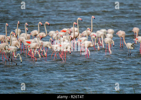 Mehr Flamingo Phoenicopterus roseus Strandfontein Feuchtgebiete, Kapstadt, Südafrika, 4. September 2018 Erwachsene Phoenicopteridae Stockfoto