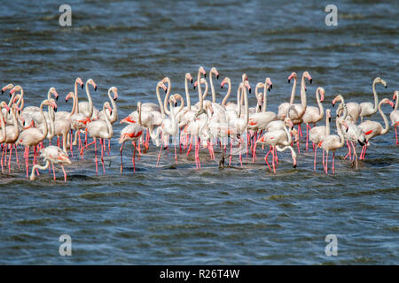 Mehr Flamingo Phoenicopterus roseus Strandfontein Feuchtgebiete, Kapstadt, Südafrika, 4. September 2018 Erwachsene Phoenicopteridae Stockfoto