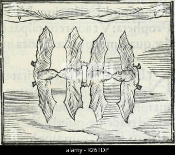 "Hieroglyphica, siue, De sacris Aegyptiorum literis Commentarii, Ioannis Pierii Valeriani Bolzanii Bellunensis' (1556) Stockfoto