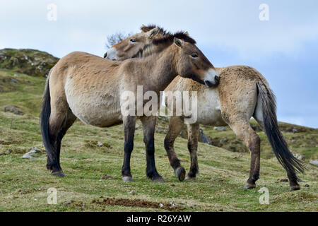 Przewalski's Pferde, Highland Wildlife Park Kincraig, Kingussie, Schottland, UK Stockfoto