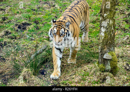 Amur Tiger (Panthera tigris altaica) ursprünglich als sibirische Tiger, Highland Wildlife Park Kincraig, Kingussie, Schottland, UK bekannt Stockfoto