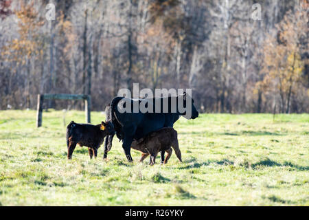 Ein Black Angus Rind und Kalb auf einer Minnesota Ranch Stockfoto