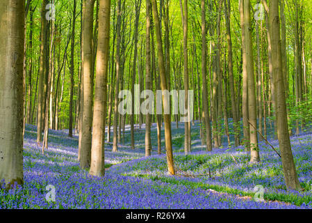 Einen schönen Teppich der bluebells am Wald Hallerbos in Belgien. Stockfoto