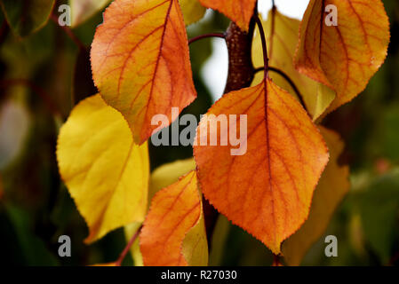 Orange Blätter im Herbst Stockfoto