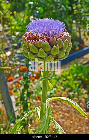 Nahaufnahme von Bunt blühende Artischocke in einem Gemüsegarten Stockfoto