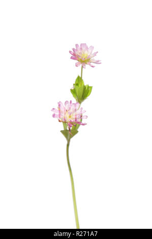 Persischer Klee (Trifolium Resupinatum) Stockfoto