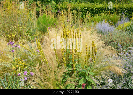 Molène nigum Blüte im Garten Grenze mit gemischten Bepflanzung einschließlich Gräser Eisenkraut und Perovskia Stockfoto