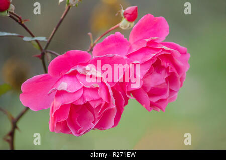 Zwei große rosa Blüten der Rose auf einem Busch. Garten Blumen. Stockfoto