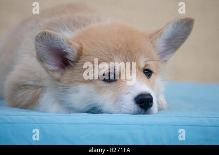 Der Welsh Corgi Pembroke Welpen liegt. Closeup Portrait. Stockfoto