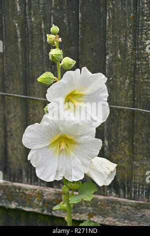 Nahaufnahme einer Blüte Alcea rosea oder Malve in einem Cottage Garden Stockfoto