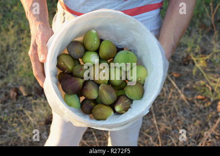 Hände, die Eimer von reifen Feigen. Frisch Obst gepflückt. Stockfoto