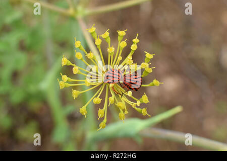 Spielmann Bugs mit roten und schwarzen Streifen Paaren auf Fenchel pflanze Blume. Graphosoma semipunctatum Insekten. Stockfoto