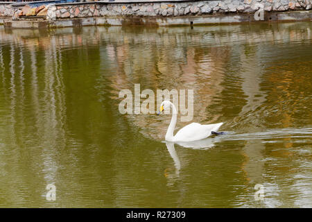 Schönen Schwan Schwimmen auf dem See Stockfoto