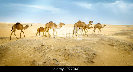 Eine Herde von wilde Kamele in der Wüste in der Nähe von Al Ain, VAE Stockfoto