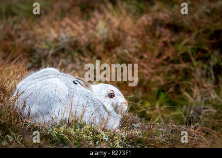 Schneehase in weiss Winter Mantel in den schottischen Highlands. Stockfoto