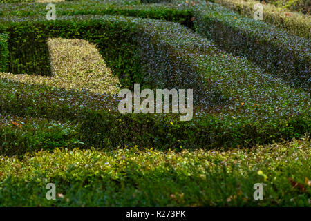 Herbst an der Rokokogarten, Gloucestershire, UK. Hedge maze. Stockfoto
