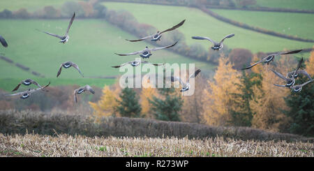 Branta canadensis, Kanada gans Stockfoto