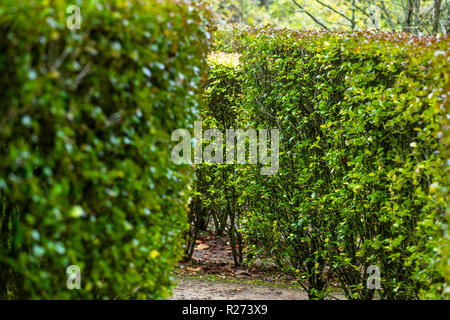 Herbst an der Rokokogarten, Gloucestershire, UK. Hedge maze. Stockfoto