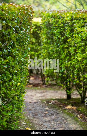 Herbst an der Rokokogarten, Gloucestershire, UK. Hedge maze. Stockfoto