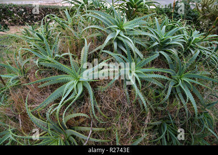 Eine schöne junge Aloe arborescens in der Natur Stockfoto