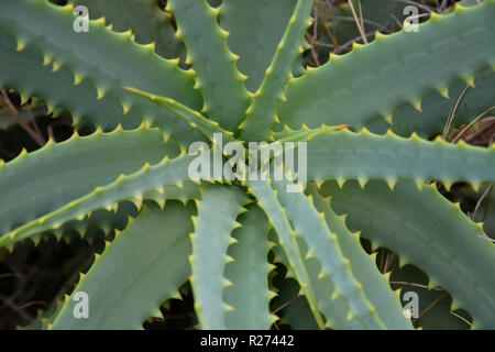 Junge Aloe arborescens in der Natur, ein Fragment Stockfoto